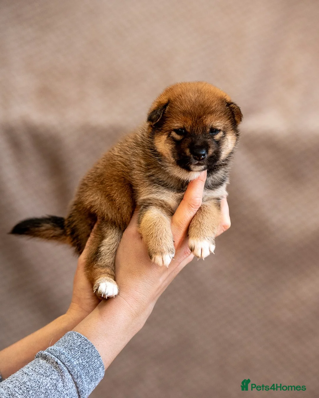 Japanese Shiba Inu dogs for sale: Rare Red Sesame Shiba Inu – Elite Bloodlines - Advert 7