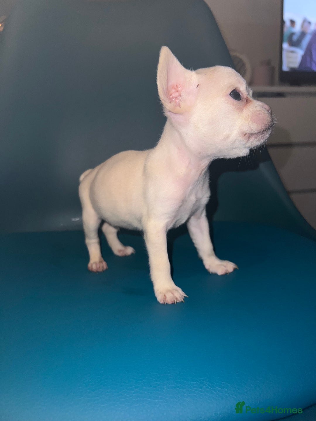 French Bulldog dogs for sale: French Bulldogs - Advert 10