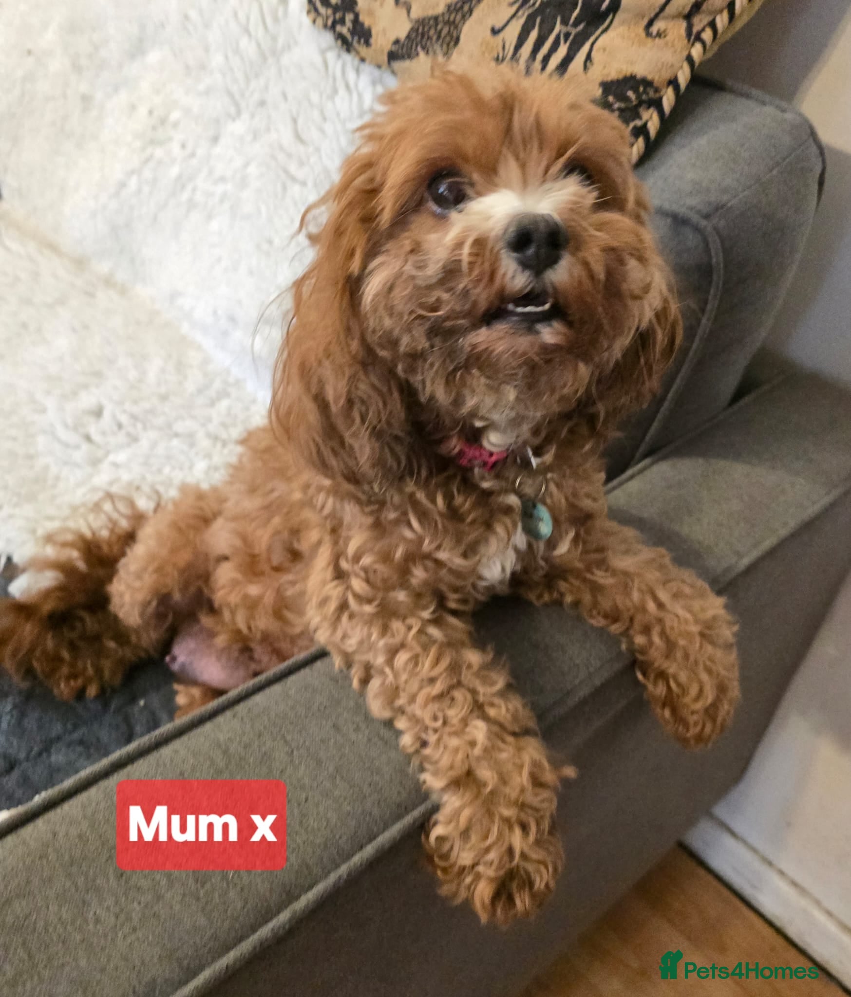 Mixed Breed dogs Cavapoochon Puppies - Advert 4