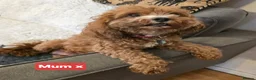 Mixed Breed dogs for sale: Cavapoochon Puppies - Advert 1