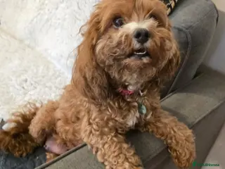Mixed Breed dogs Cavapoochon Puppies - Advert 4
