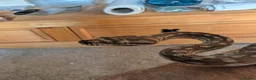 Python Snake reptiles for sale: Centralian Carpet Python - Advert 3