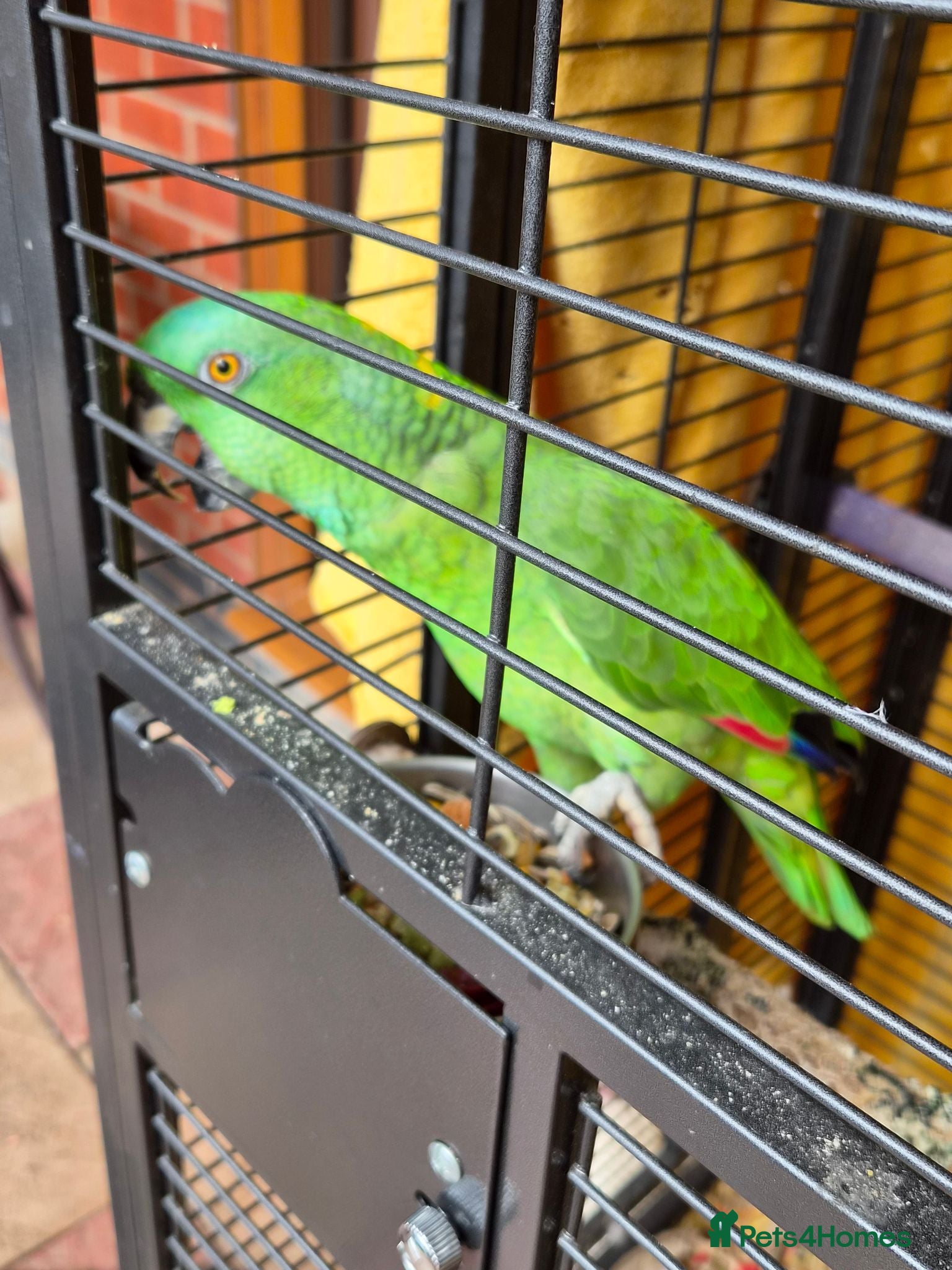 Parrots birds Amazon  - Advert 14