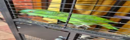 Parrots birds for sale: Amazon  in Rowley Regis - Advert 1
