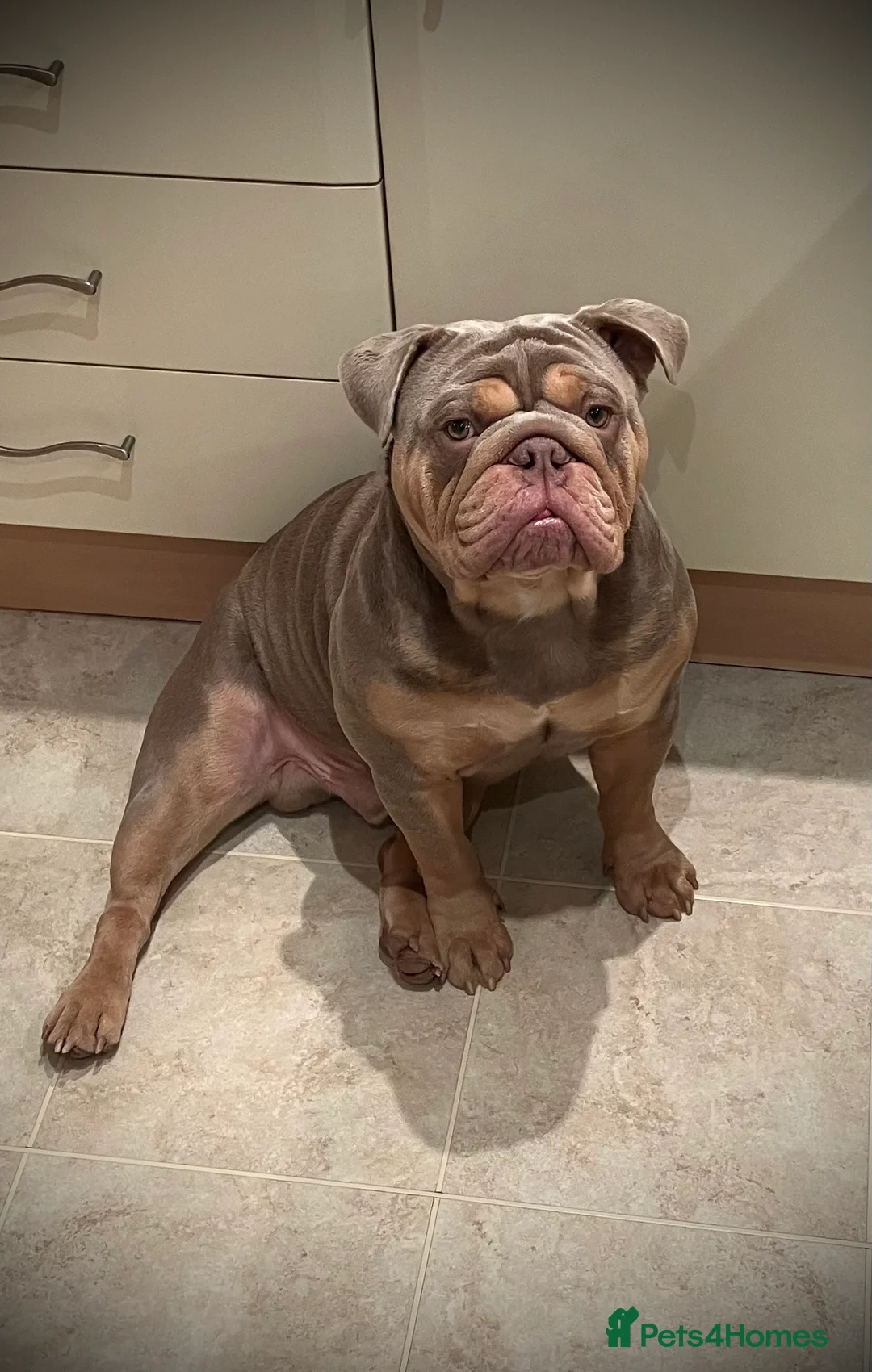 English Bulldog dogs for stud: ⭐️Proven English Bulldog available for stud⭐️ in Solihull - Advert 14