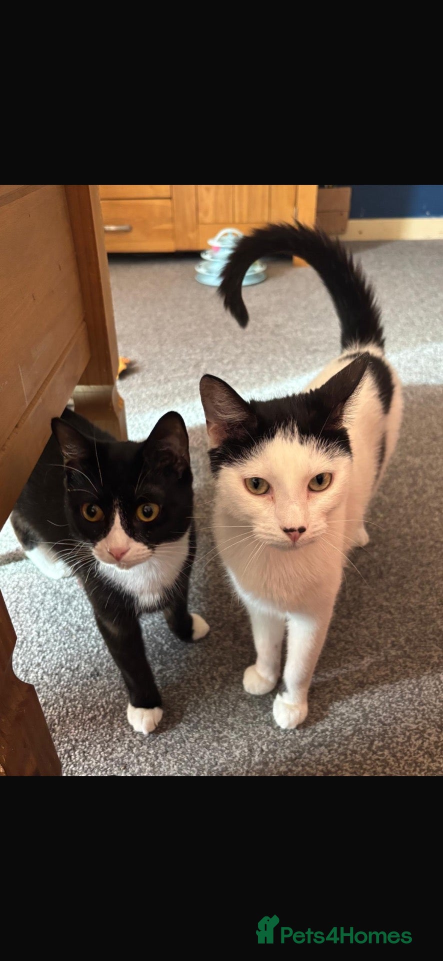 Domestic Shorthair cats Peanut (2 yo)and snoopy (1yo) - Advert 1
