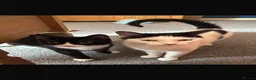 Domestic Shorthair cats for adoption: Peanut (2 yo)and snoopy (1yo) - Advert 1