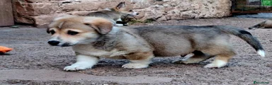 Welsh Corgi Pembroke 2