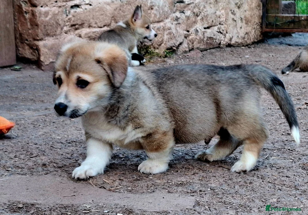 Welsh Corgi Pembroke dogs for sale: KC Pembroke Corgis  - Advert 30