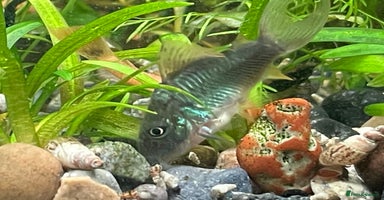 Corys fish Emerald Cory Splendens 1 male+1 female size 6 cm.  - Advert 9