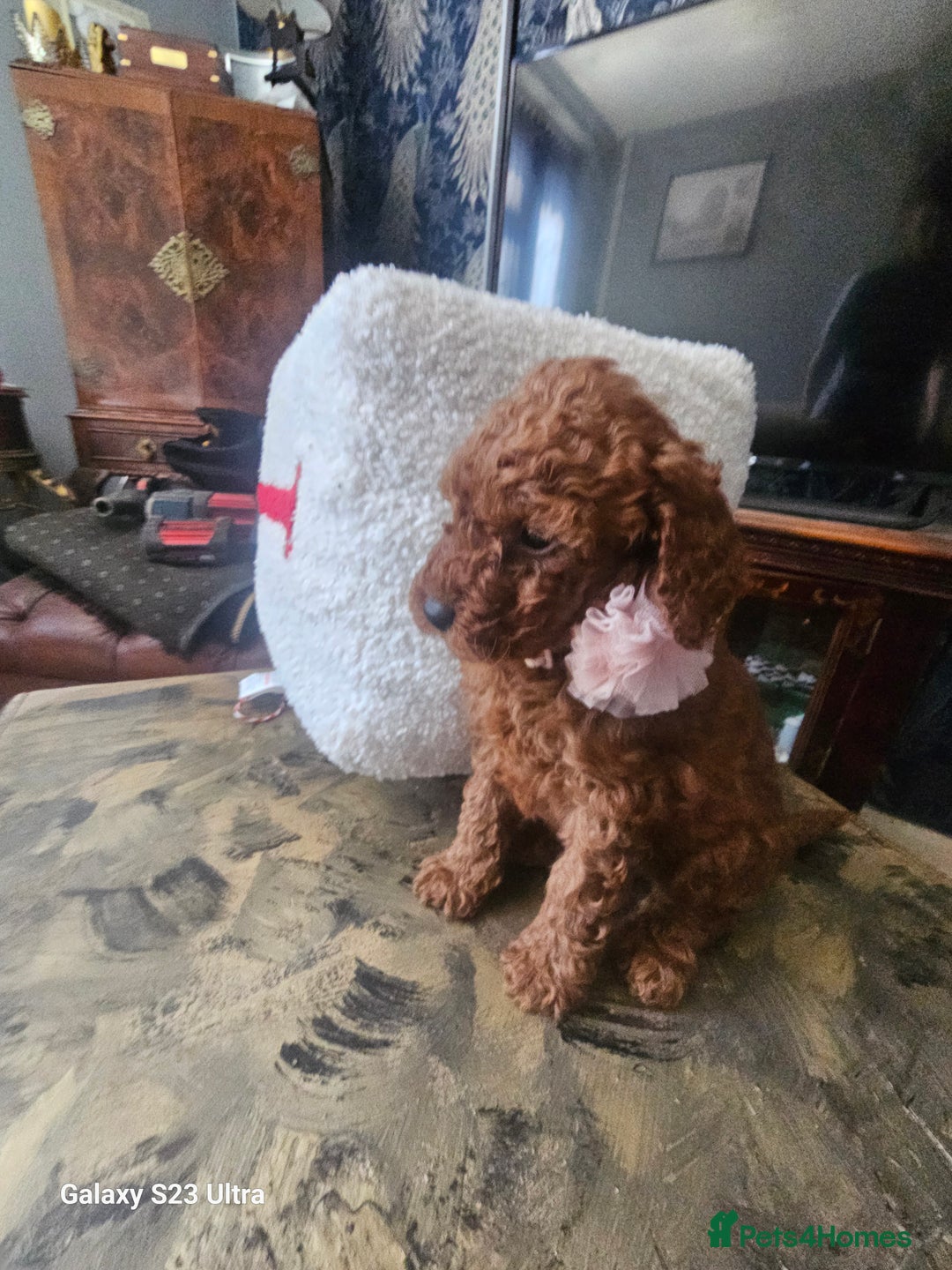 Miniature Poodle dogs for sale: Kc reg outstanding miniature Poodles in Stourbridge - Image 32