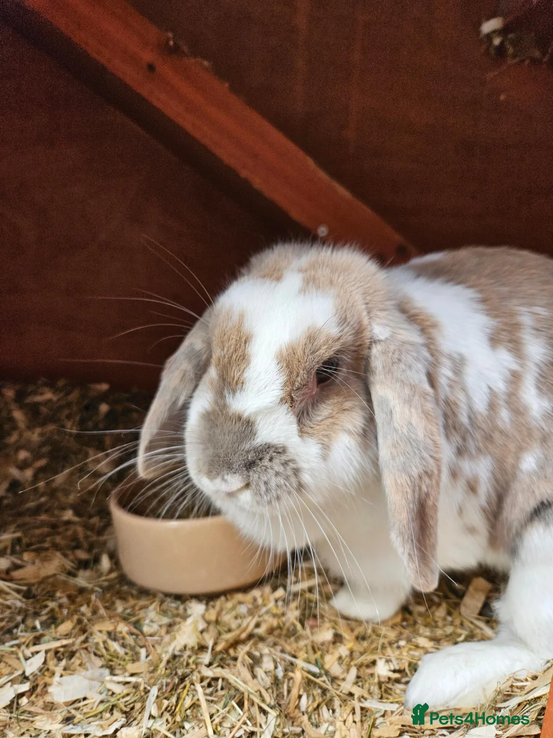 Mini Lop rabbits for sale: Mini Lop girl - Advert 2