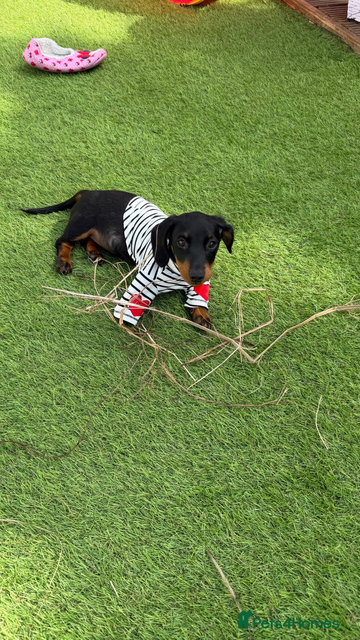 Miniature Dachshund dogs Minature dachshund puppies  - Advert 17