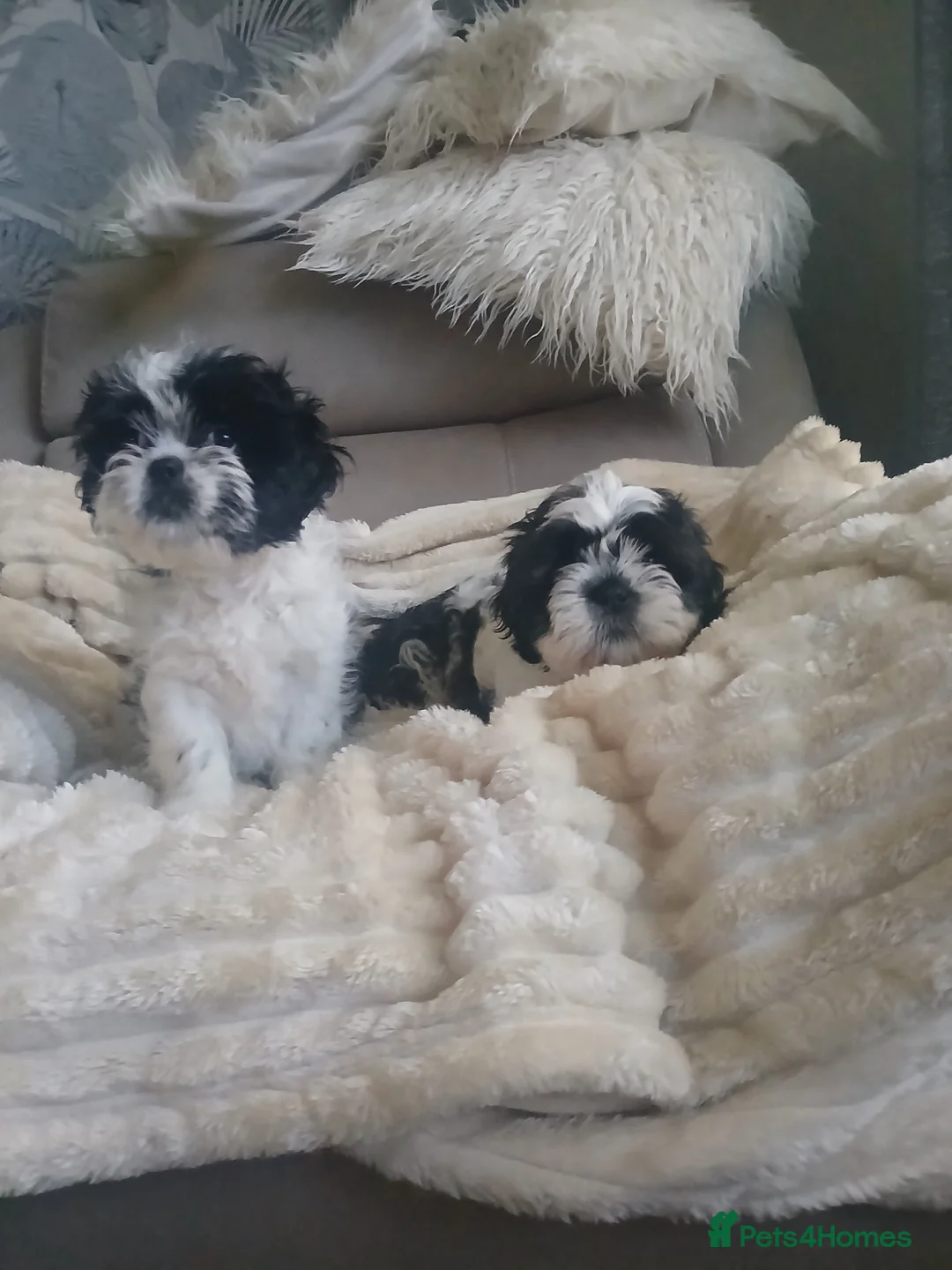 Shih Tzu dogs for sale: 2 beautuful shih  tzu boy puppys - Advert 2