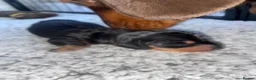 Miniature Dachshund dogs for sale: 3 beautiful girls  - Advert 22