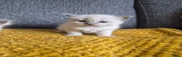 Ragdoll cats for sale:  7 Beautiful Ragdoll Boys 💝🐺 - Advert 4