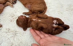 Miniature Poodle dogs for sale: Kc reg mini poodle 5 generation pedigree - Advert 19