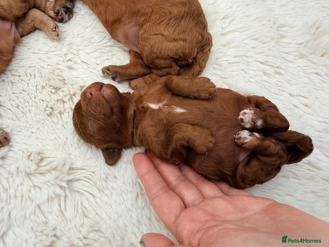 Miniature Poodle dogs for sale: Kc reg mini poodle 5 generation pedigree - Advert 19