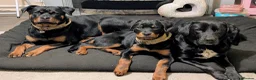 Rottweiler dogs for sale: 6 Month old Female German Rottweiler - Advert 5