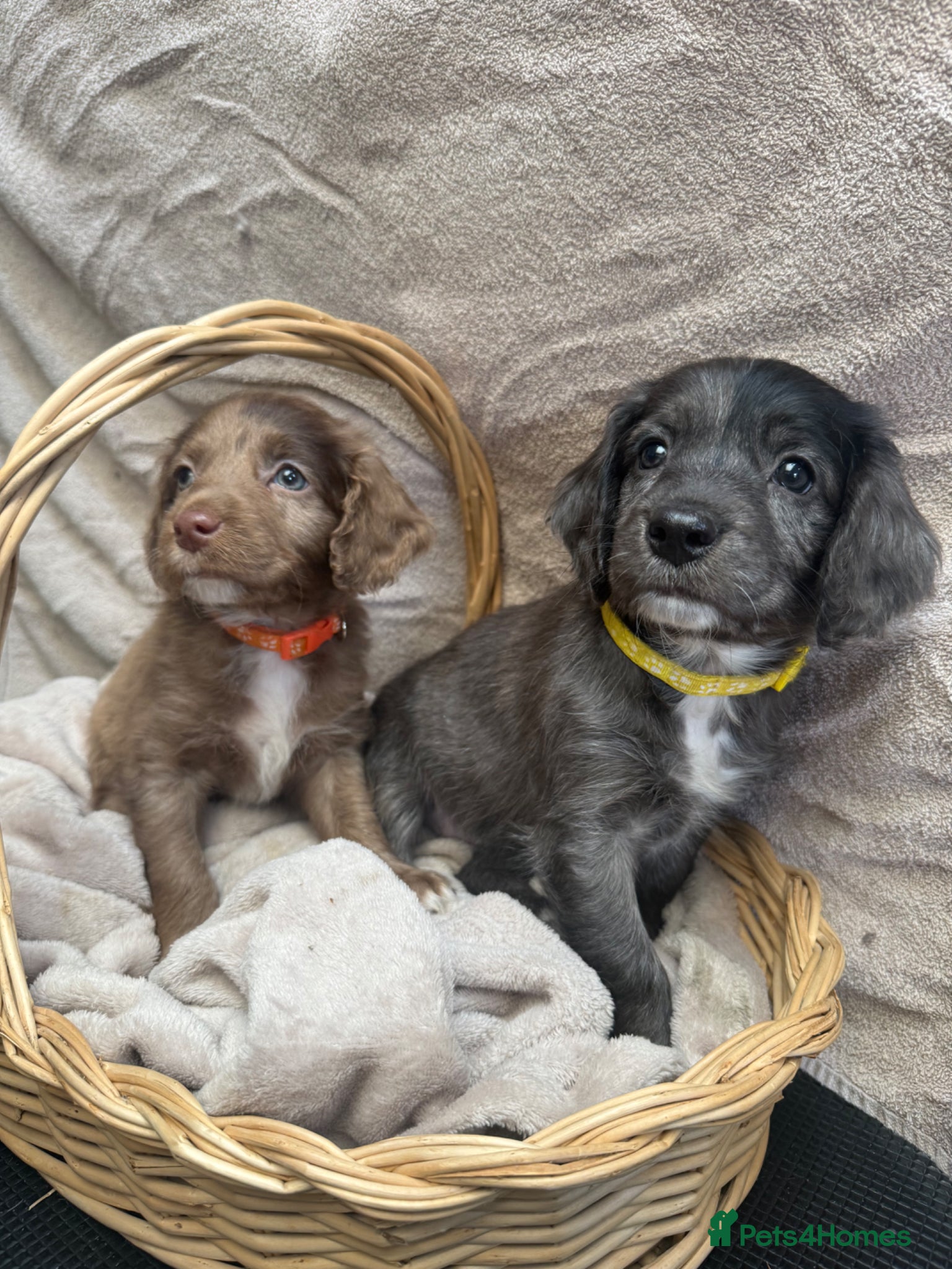 Sproodle dogs Gorgeous Merle Sproodle Puppies - Advert 11