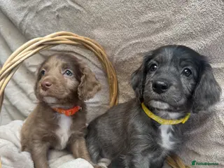 Sproodle dogs Gorgeous Merle Sproodle Puppies - Advert 11