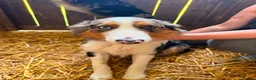 Border Collie dogs for sale: Red and Blue Merle Collies - Advert 8