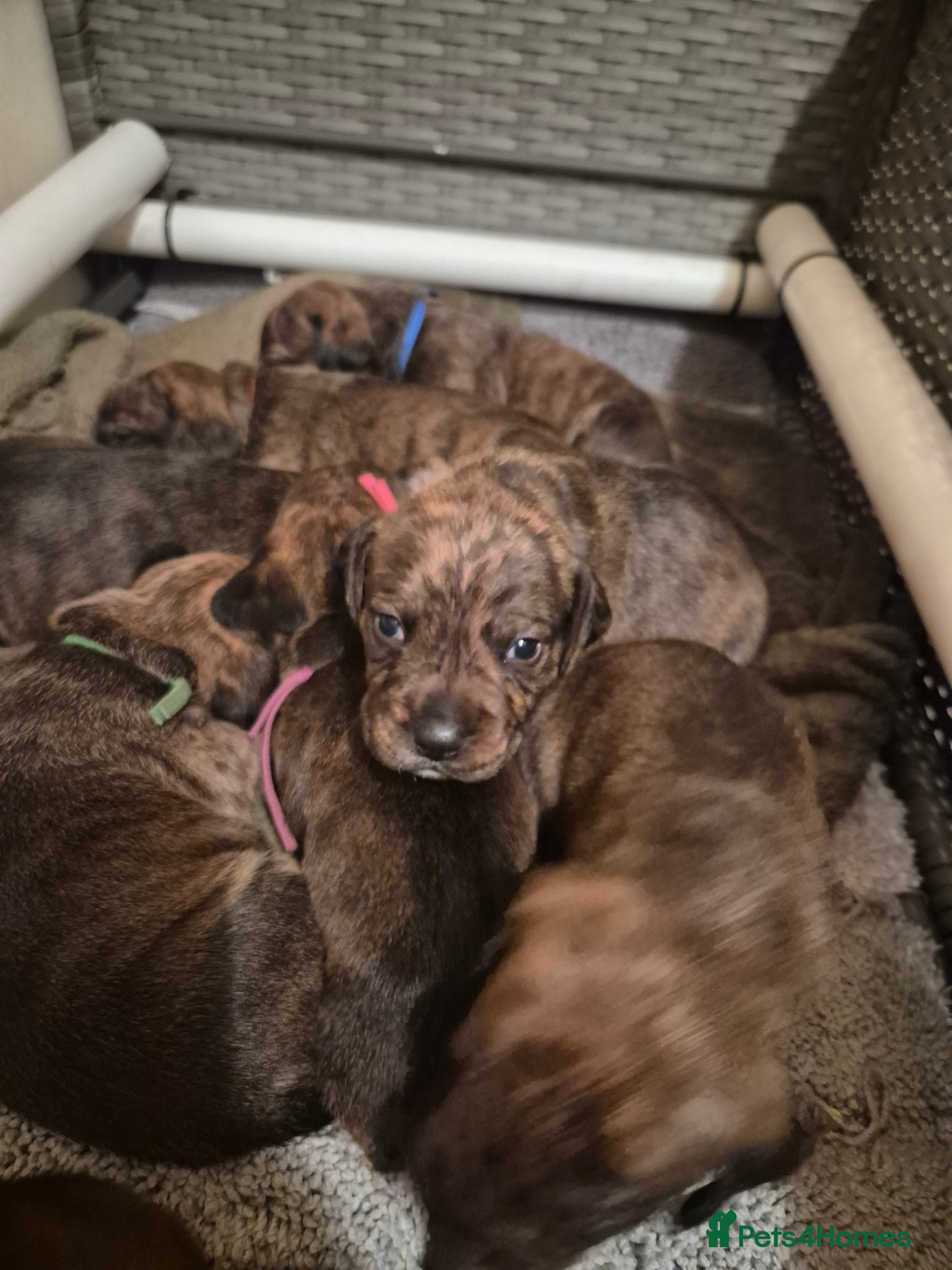 Mixed Breed dogs Gorgeous lil puppies - Advert 2