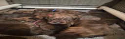 Mixed Breed dogs for sale: Gorgeous lil puppies - Advert 2