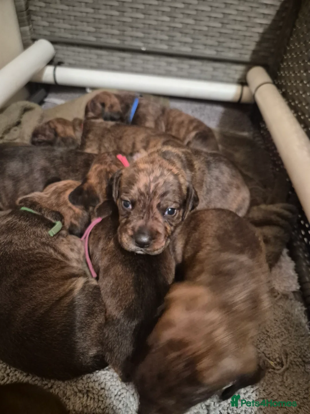 Mixed Breed dogs for sale: Gorgeous lil puppies - Advert 2