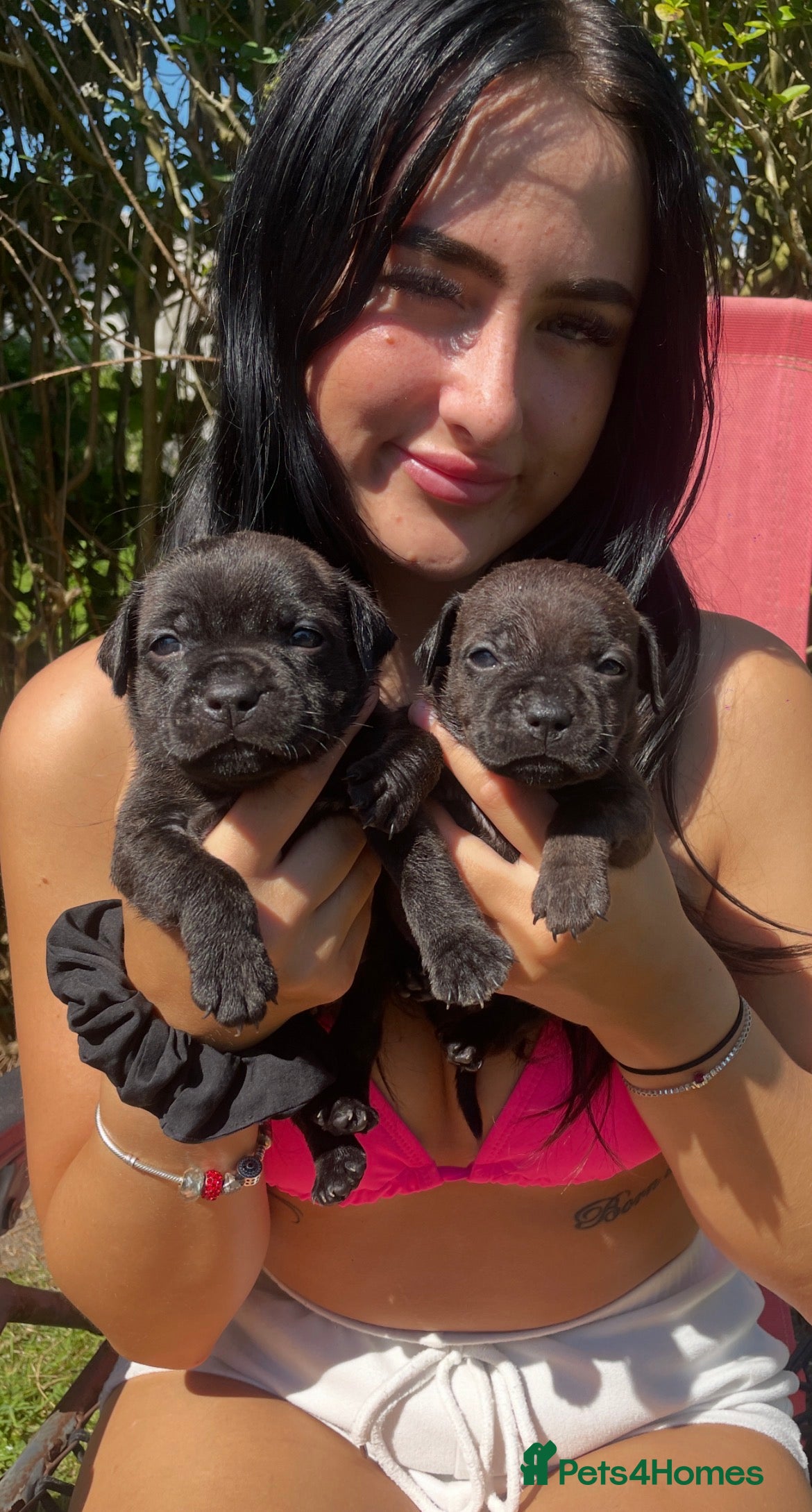 Staffordshire Bull Terrier dogs Black Eye SBTs this season litter 3 boys 3 girls  - Advert 2