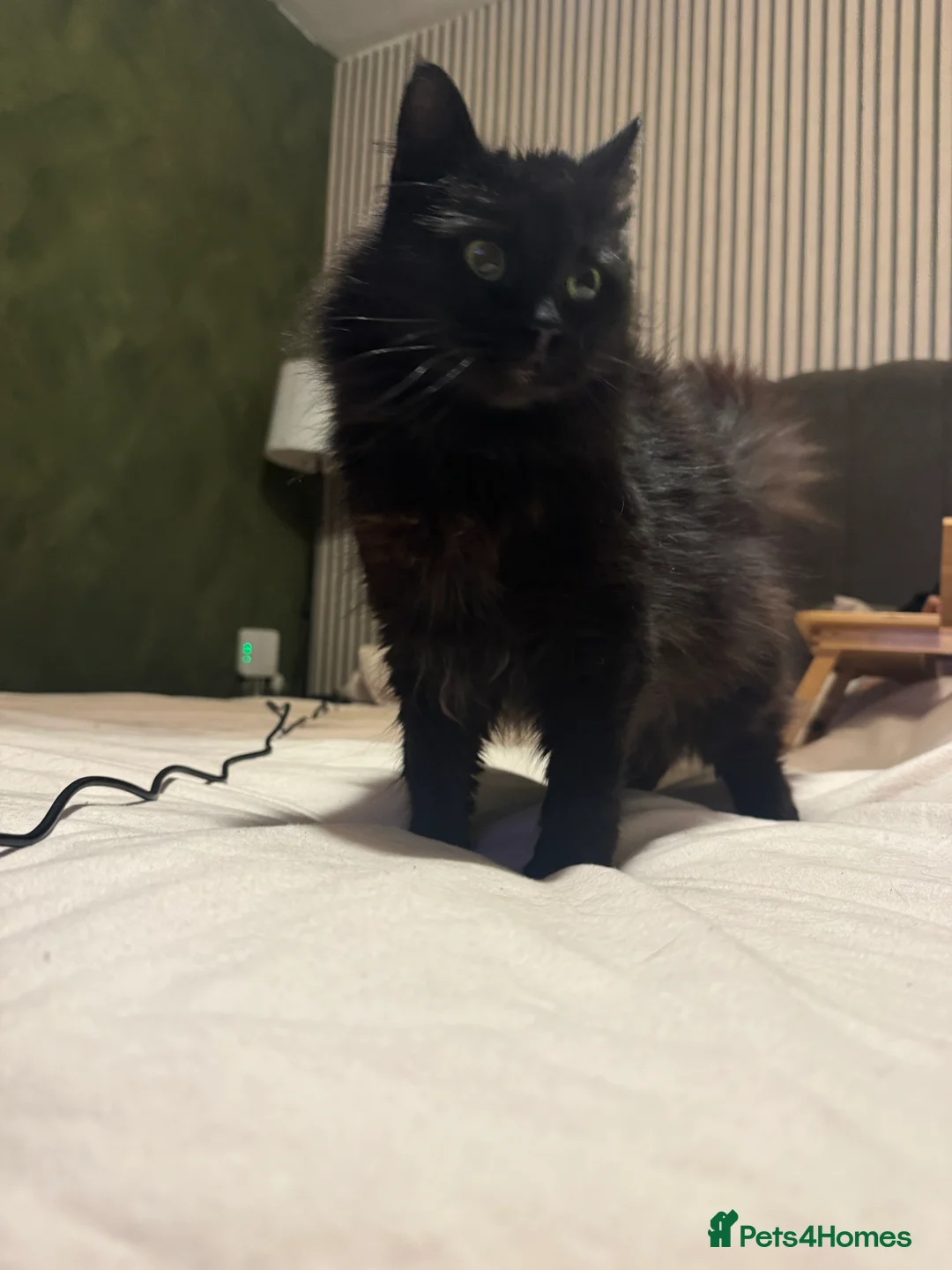 Mixed Breed cats for sale: Cuddly Black Long-Haired Cat for a Loving Home - Advert 3