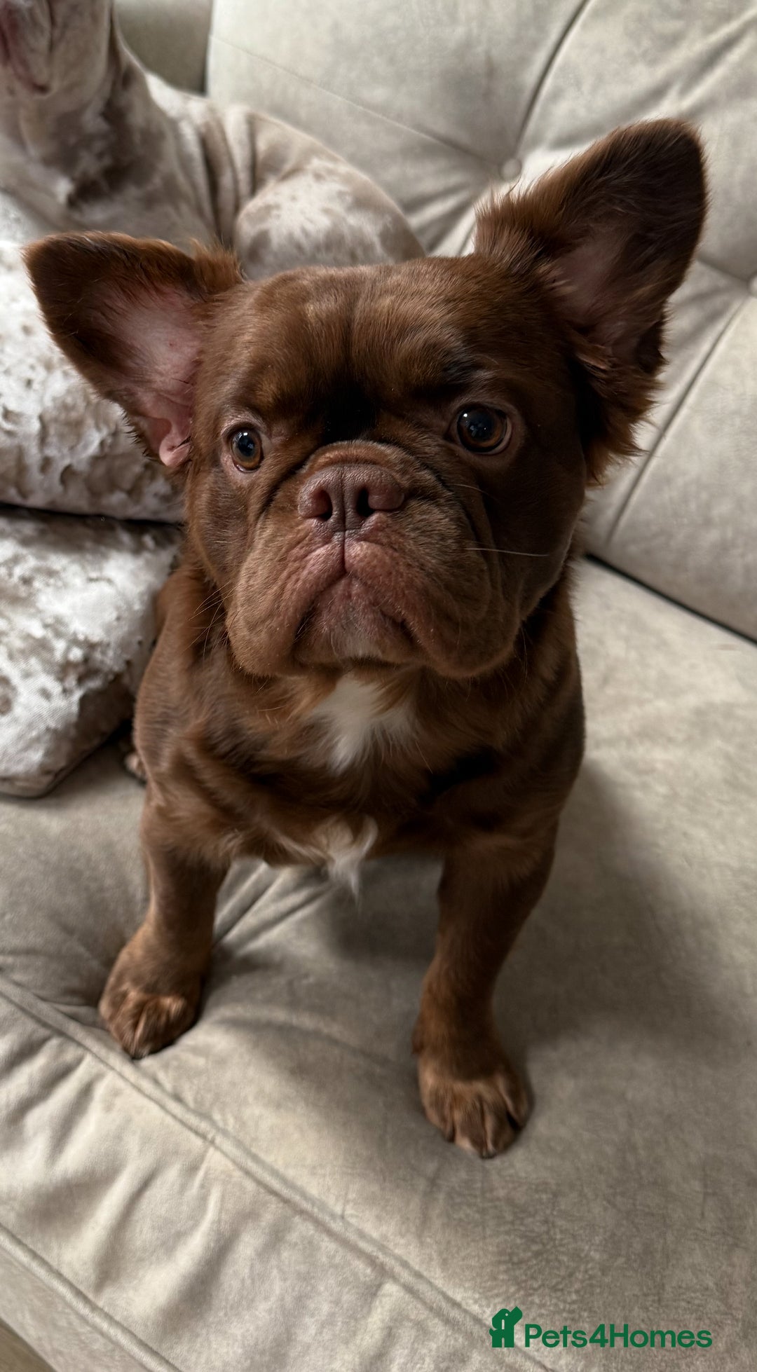 French Bulldog dogs for sale: Fluffy Rojo French Bulldog - Advert 3