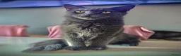 Maine Coon cats for sale: Stunning Mainecoon kittens ready now 1 boy 2girls  - Advert 1