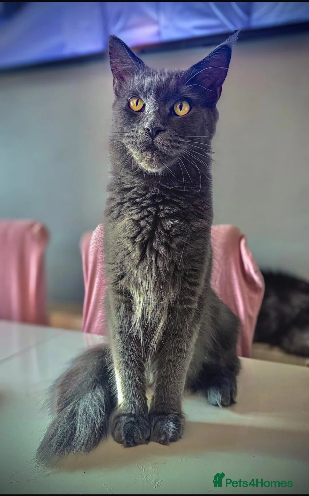 Maine Coon cats for sale: Stunning Mainecoon kittens ready now 1 boy 2girls  - Advert 1