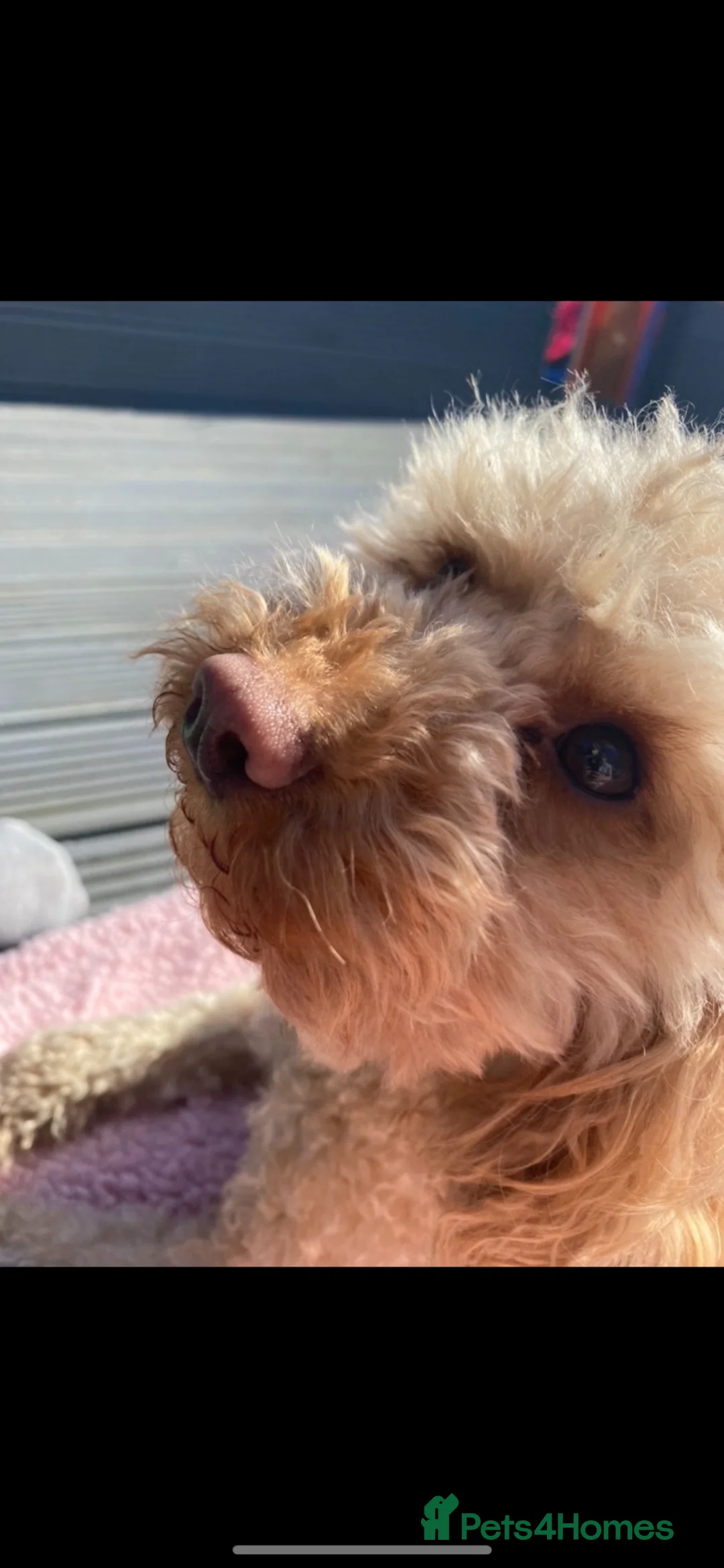 Cavapoo dogs for sale: Cavapoo puppies - Advert 17