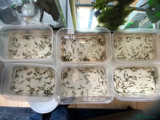 Shrimps fish Cull Shrimp (Neocaridina) see photos. 50pence each - Advert 23