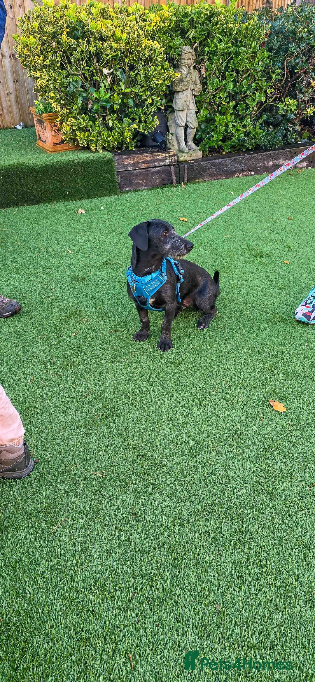 Mixed Breed dogs for adoption: Funny Little Fritz - reserved - Advert 11