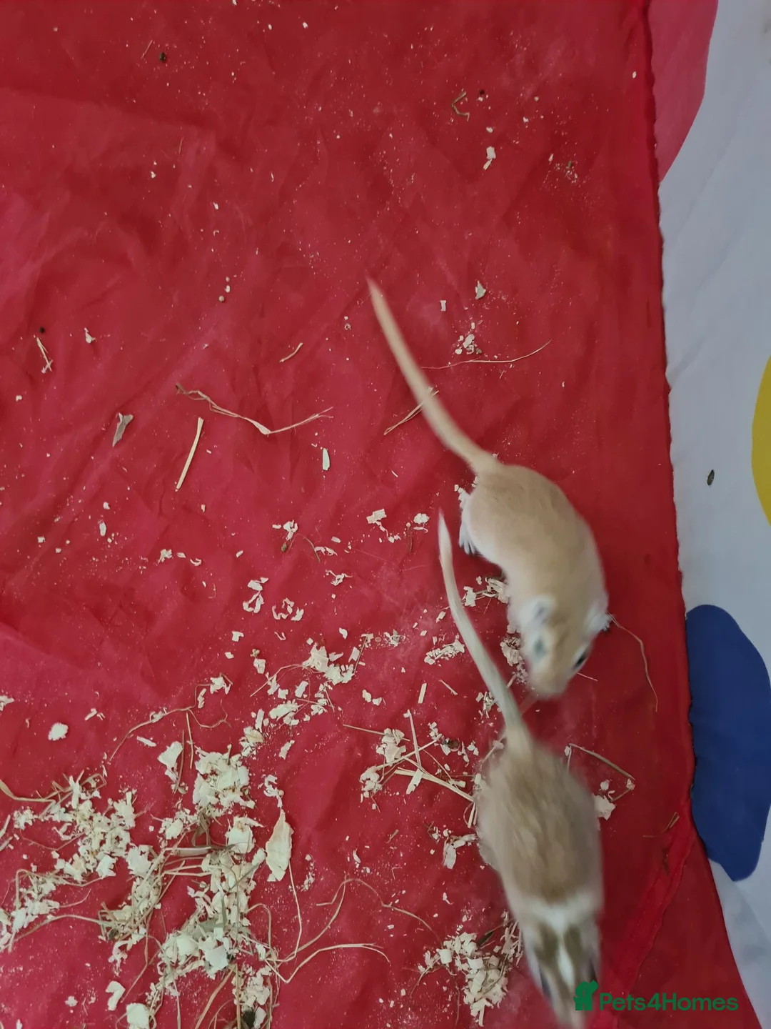 Gerbil rodents for sale: 4 x Female gerbils mum and daughters  - Advert 2