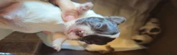 Chihuahua dogs for sale: Full pedigree long coat chihuahua lilac/chocolate - Advert 27