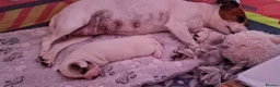 Jack Russell dogs for sale: One beautiful Jack Russel puppy - Advert 10