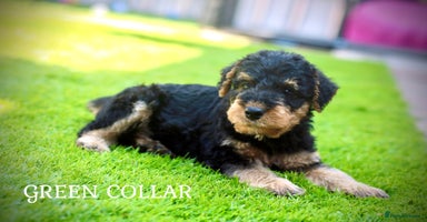 Airedale Terrier dogs - Advert 7