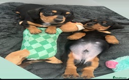 Miniature Dachshund dogs for sale: Miniature daschund  - Image 10
