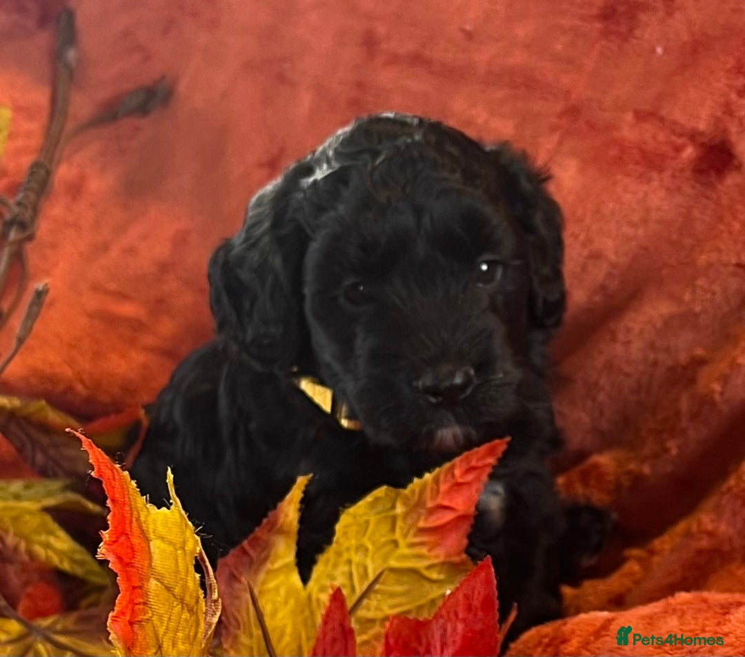 Cockapoo dogs for sale: Stunning F1 Cockapoos  - Advert 9