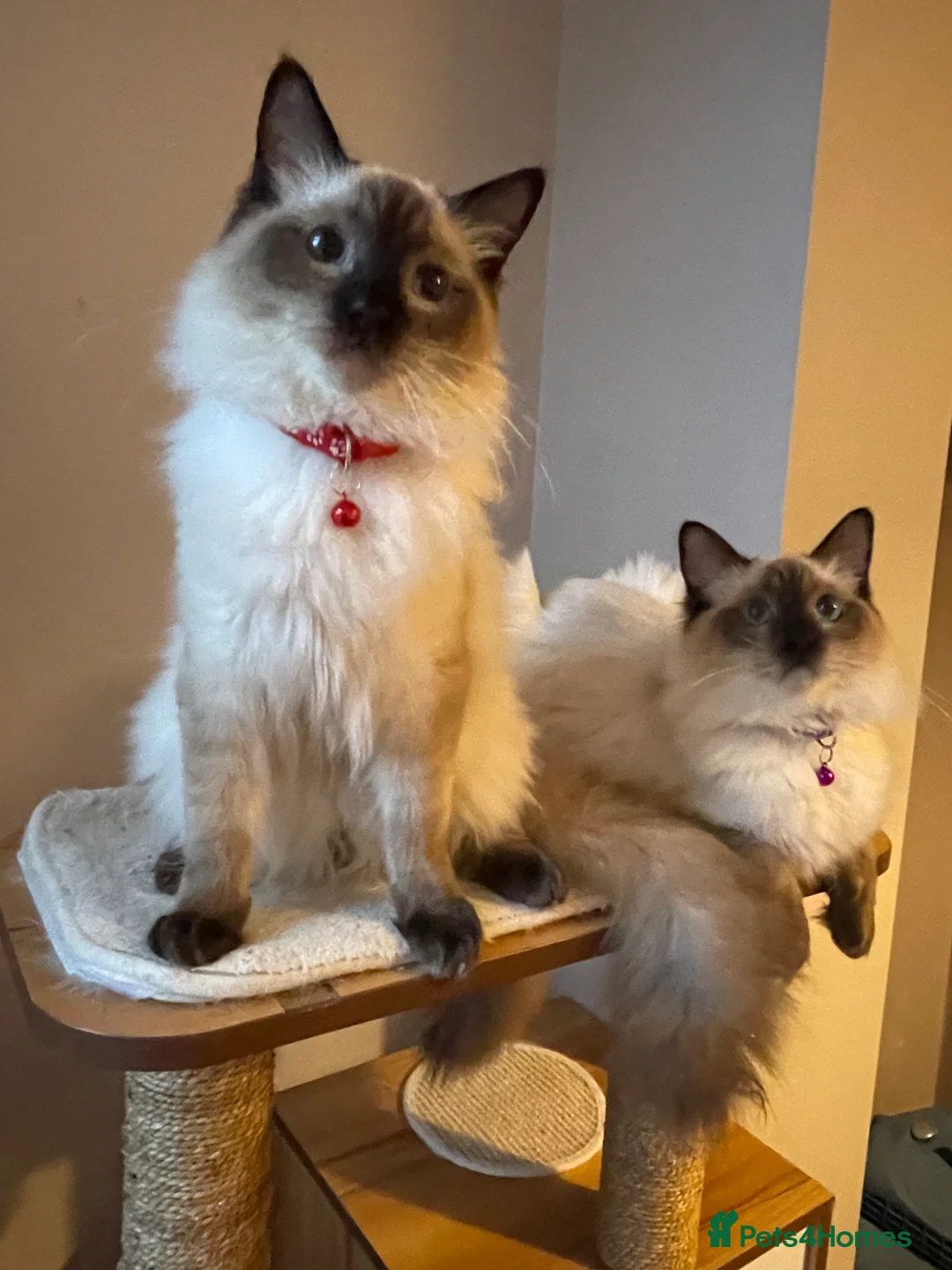 Ragdoll cats for sale: Beautiful Ragdoll boys - Advert 16