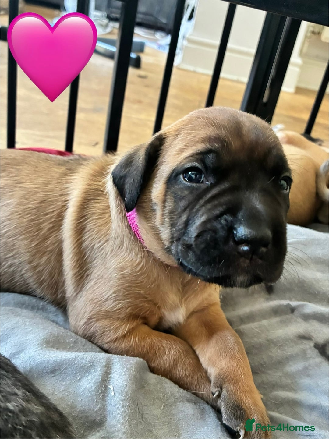 Mixed Breed dogs for sale: Beautiful Presa Mix Pups  - Image 14