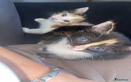 British Shorthair cats for sale: 4 beautiful kittens - Image 5