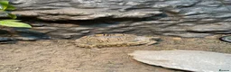 Tortoise reptiles for sale: leopard tortoise with terrarium - Advert 1