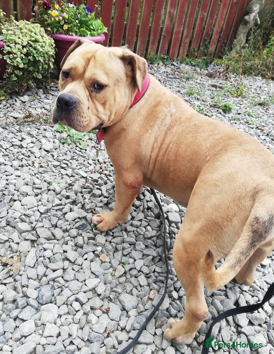 Mixed Breed dogs for adoption: ROCKY 16month old Pocket Bully in Cardigan - Image 2