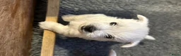 West Highland Terrier dogs for sale: Beautiful KC registered westie puppies - Advert 8
