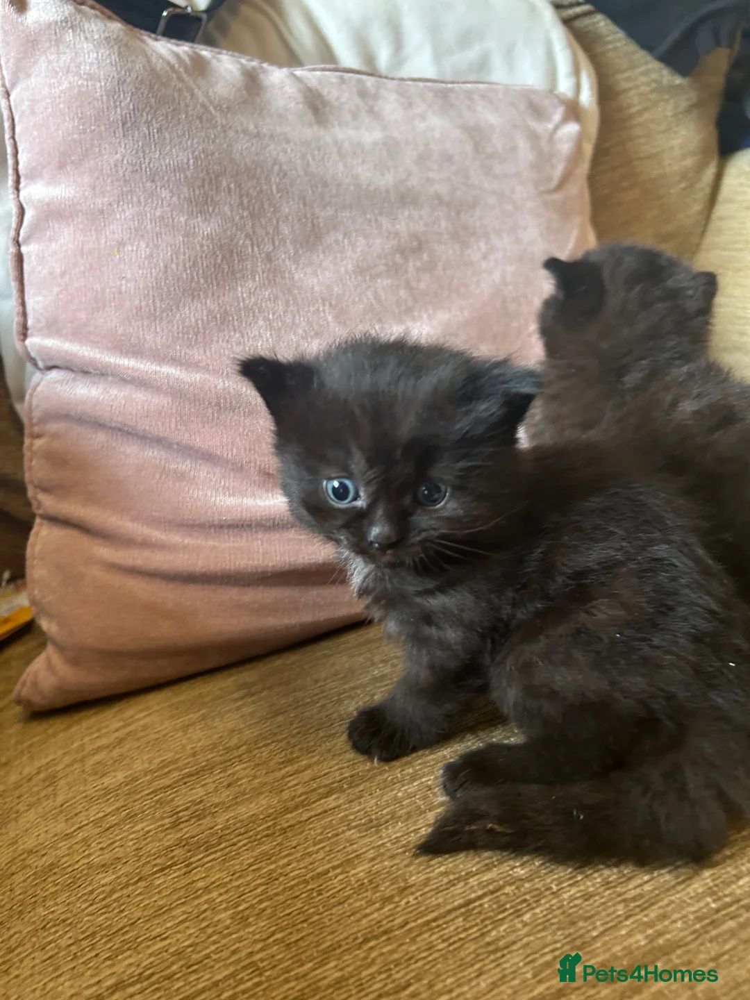 Mixed Breed cats for sale: Two fluffy black kittens - Advert 6